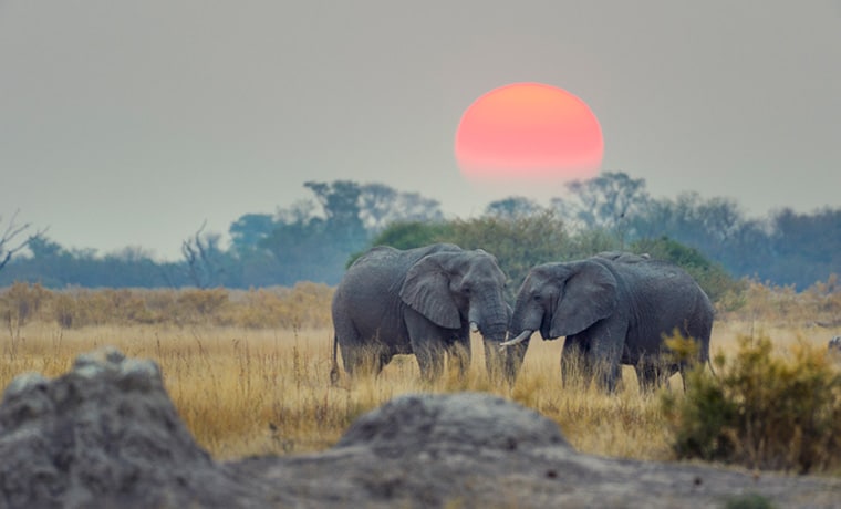 seguro viagem para safari elefantes