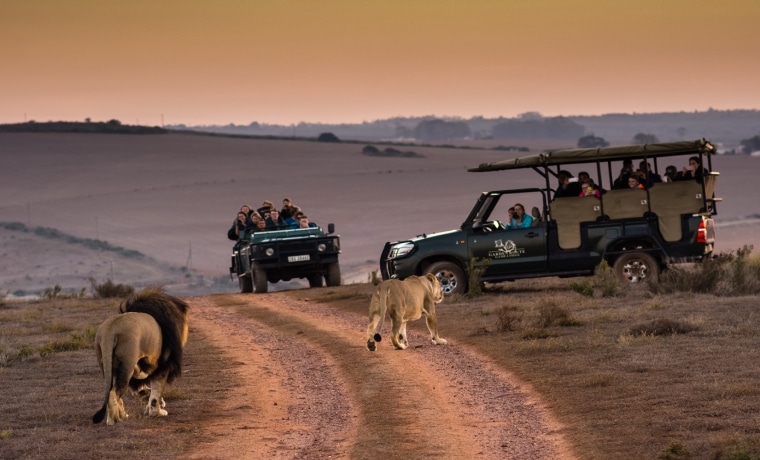 Safari na África do Sul