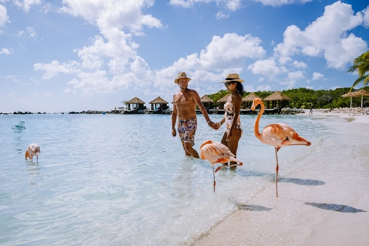 Aruba é conhecida pelos flamingos em contato com as pessoas.