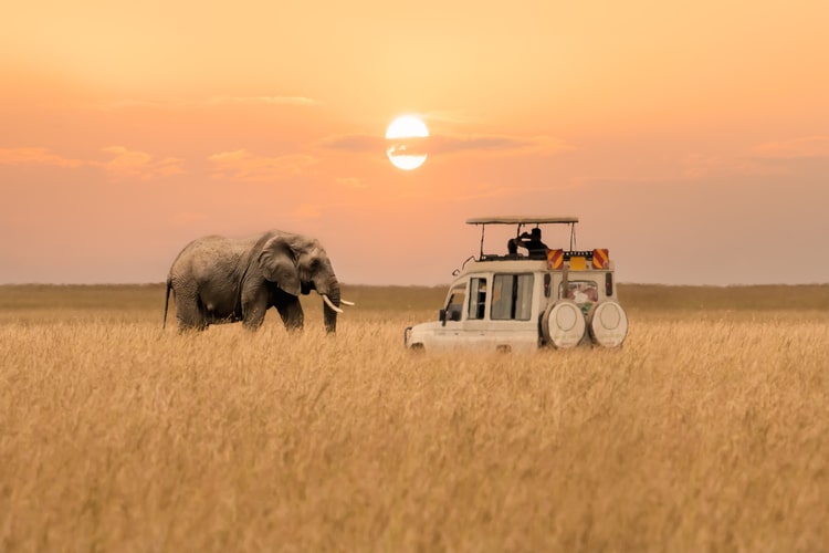 Elefante e safári em reserva nacional