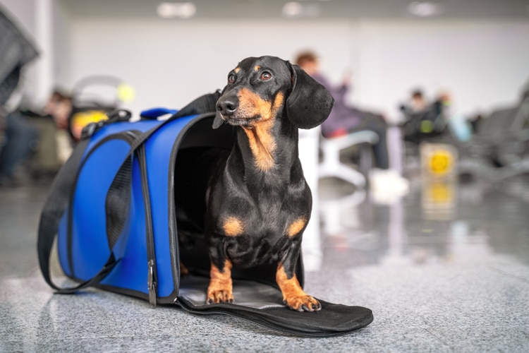 O seguro viagem para pet é uma cobertura que garante a proteção do seu pet durante a sua viagem