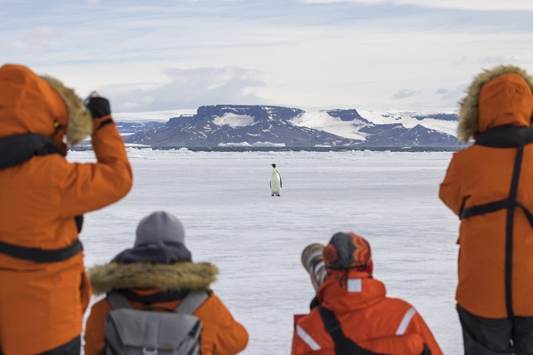 Pessoas avistando um pinguim durante a viagem para Antártica