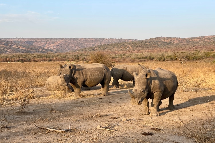 Rinocerontes são atração turística em Ruanda