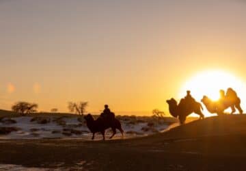 Passeio de camelos, Mongólia