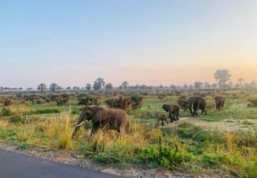 Elefantes em parque nacional de Uganda